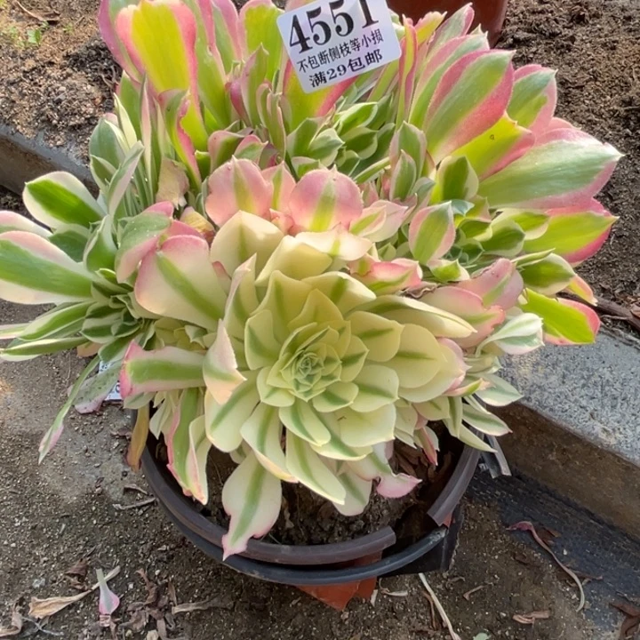 551号白凤多肉植物