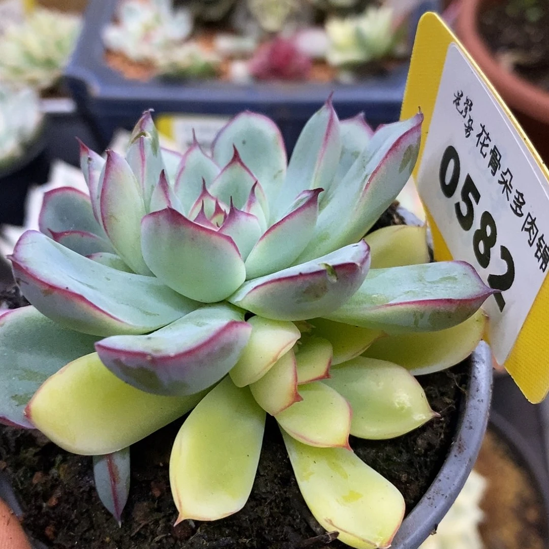 582荷花叶插哈哈哈哈哈哈