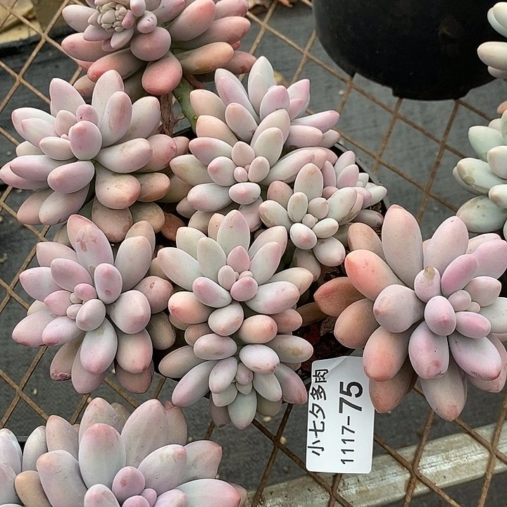 小七夕多肉恋人杂75