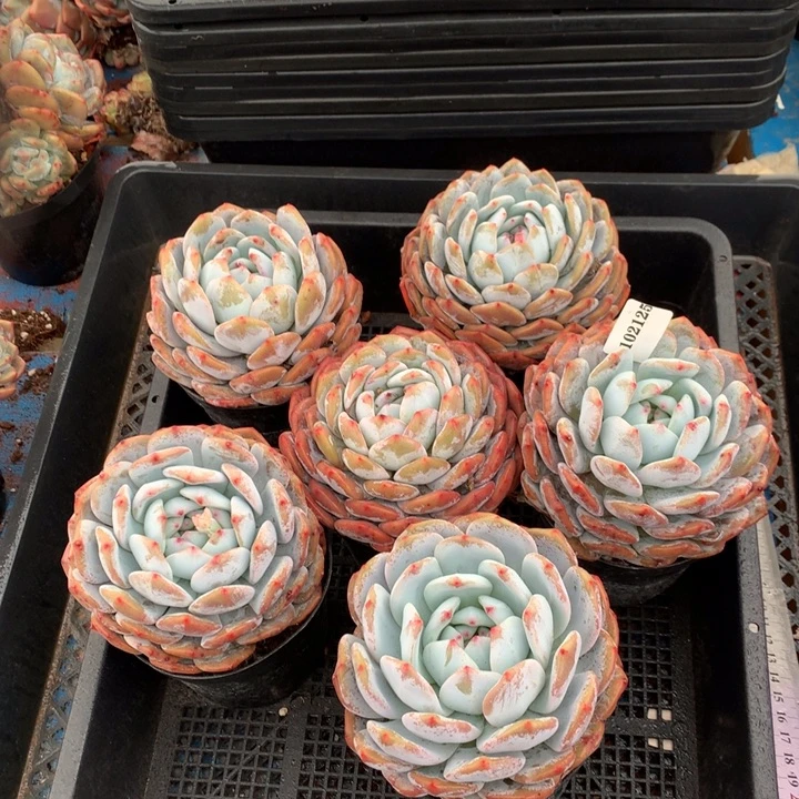 102125六个嗯嗯嗯嗯嗯嗯好喜欢