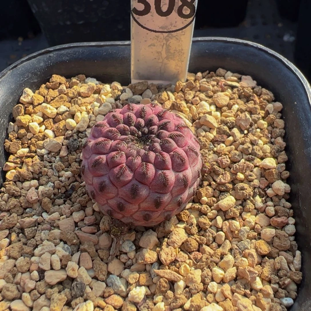 208实生根红丽丸仙人球多肉植物