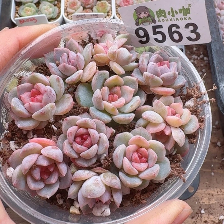 多肉植物多肉植物