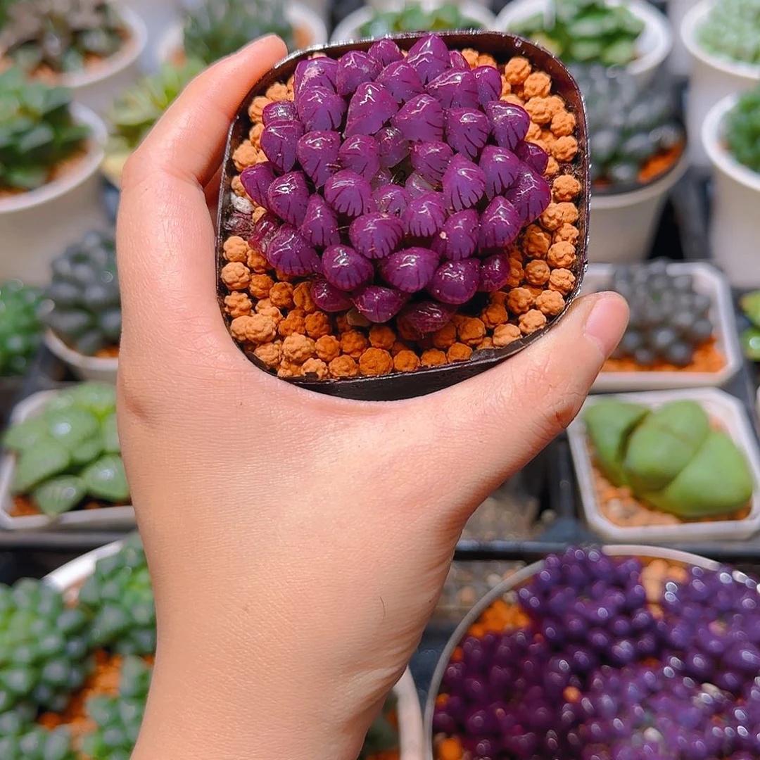 紫宝石冰灯玉露，原盆，人工上色