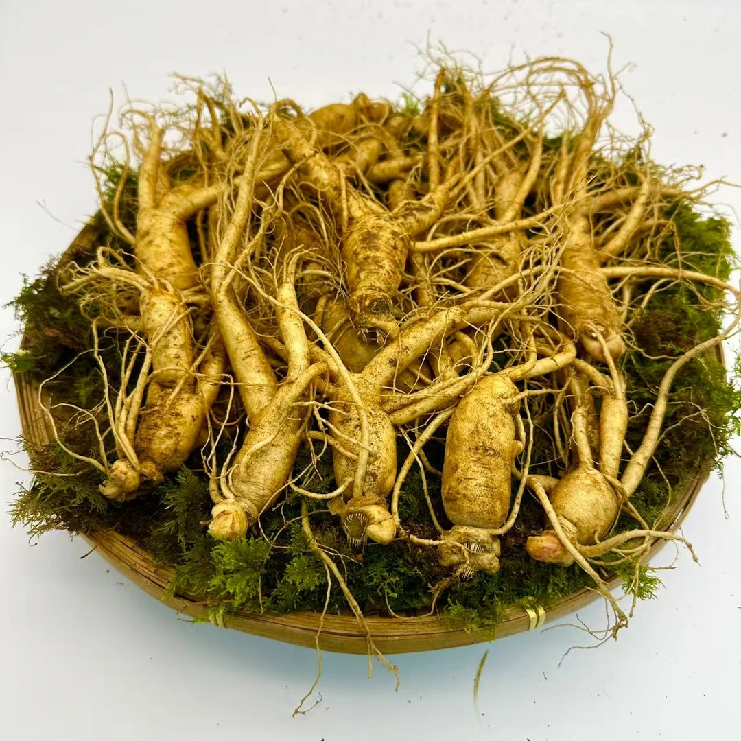 【长白山龙爪参新鲜人参】70支左右一斤装 送种子 送刷了