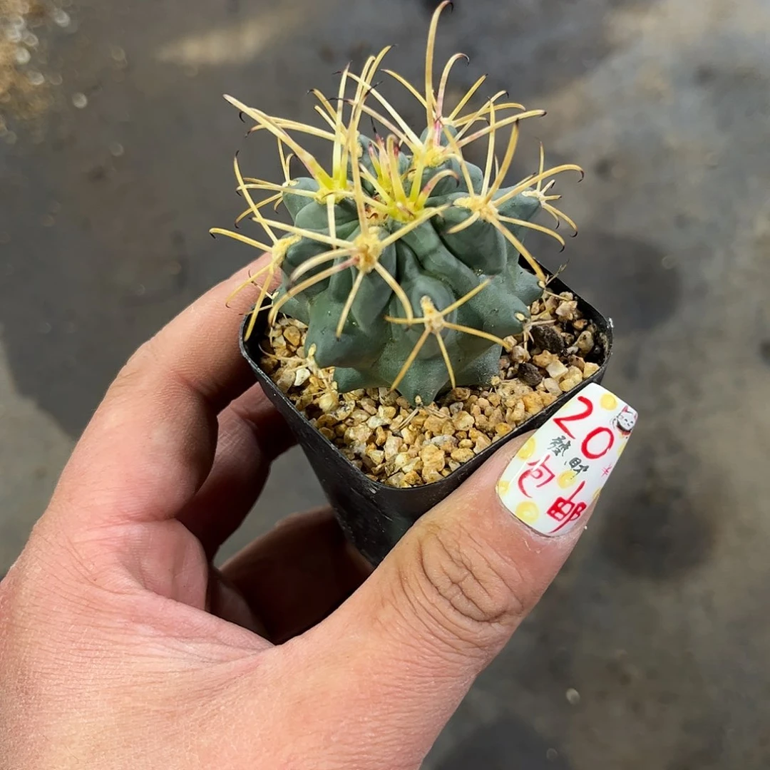 单头精选实生黑罗刹单头发货