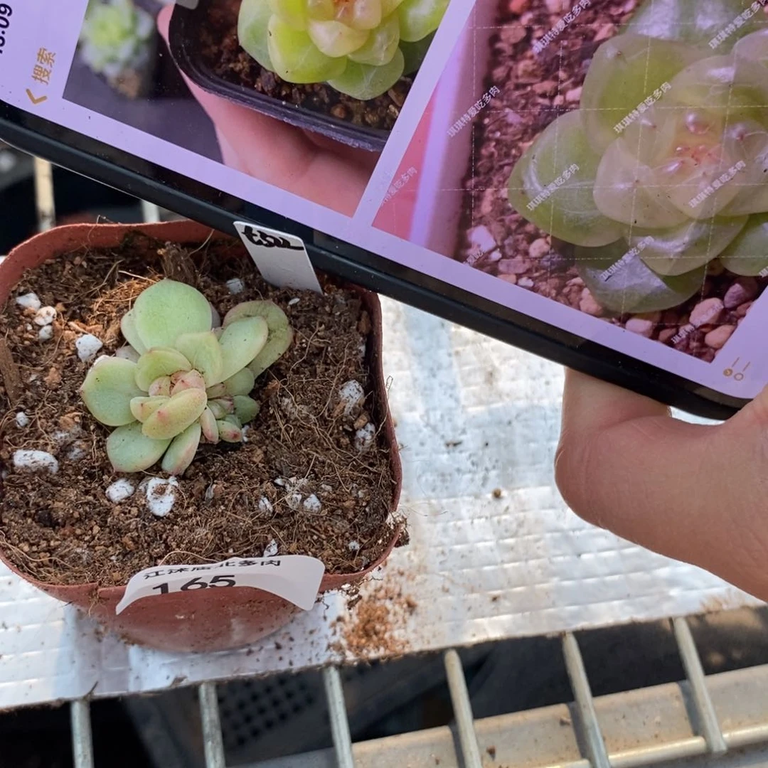 标签165甜心322一个多肉