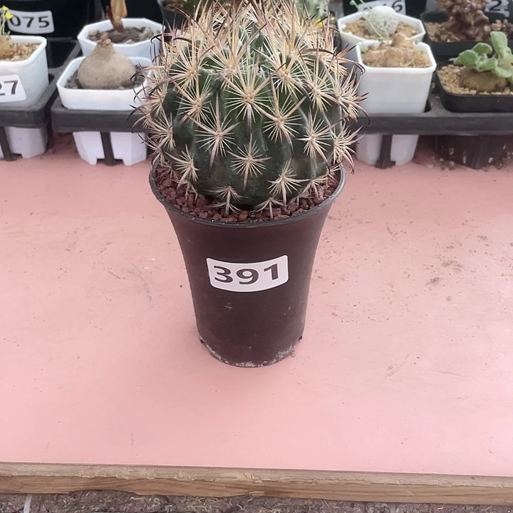 391实生大虎爪玉，