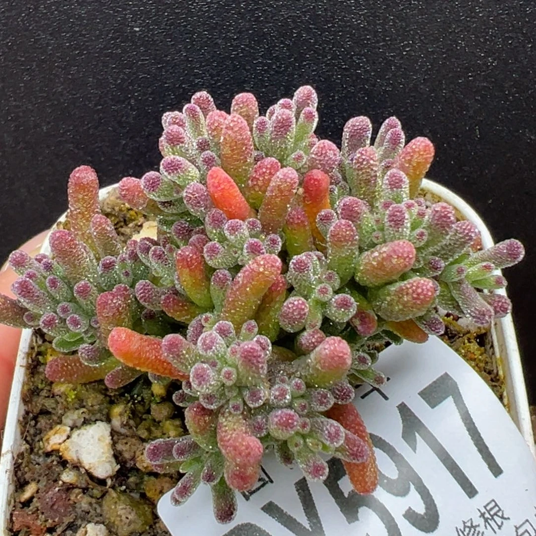 dy5917精控小老桩冰川冠幅5.5cm