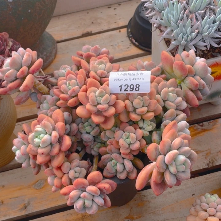 谢谢你的支持0000000001298