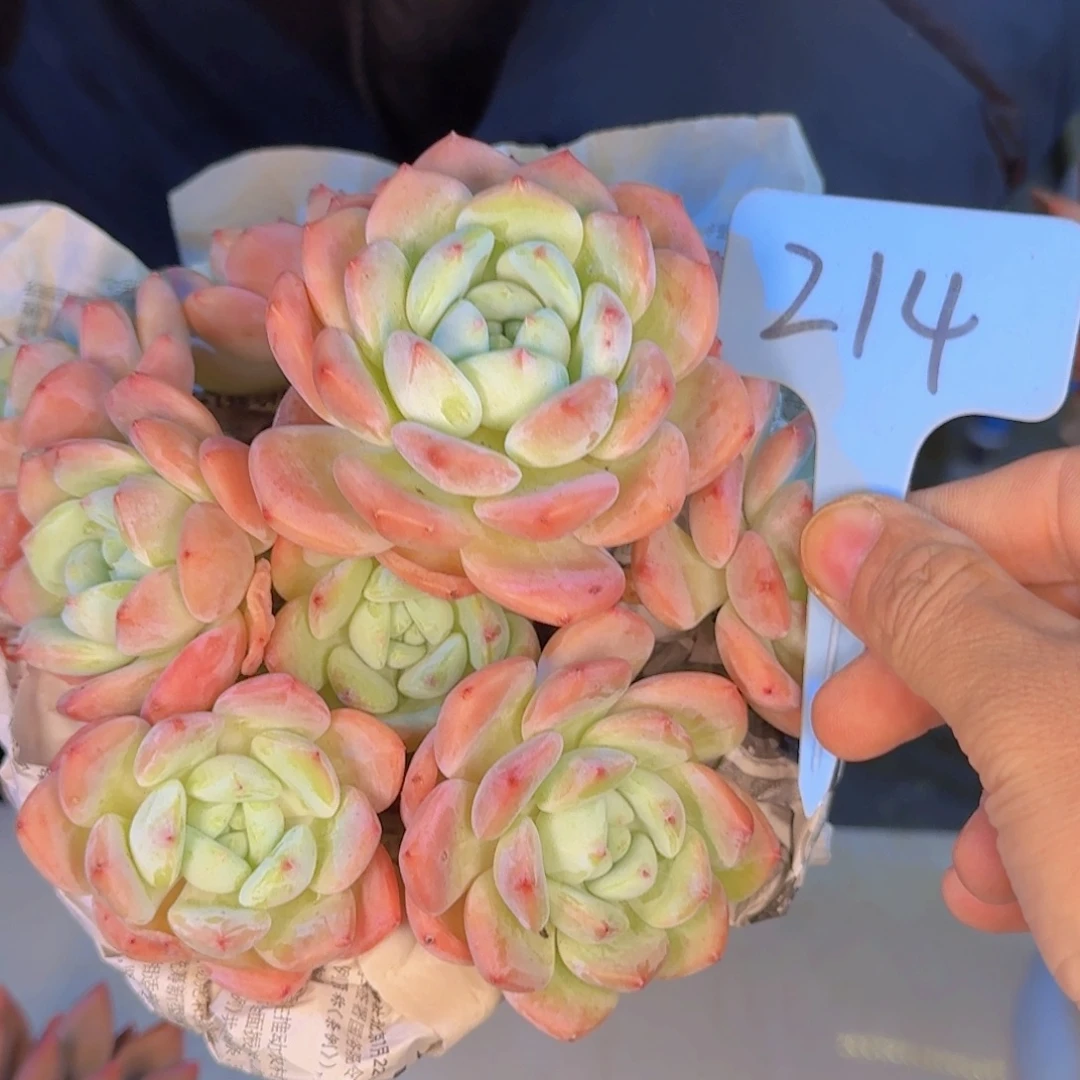 星****多肉植物和植物等植物