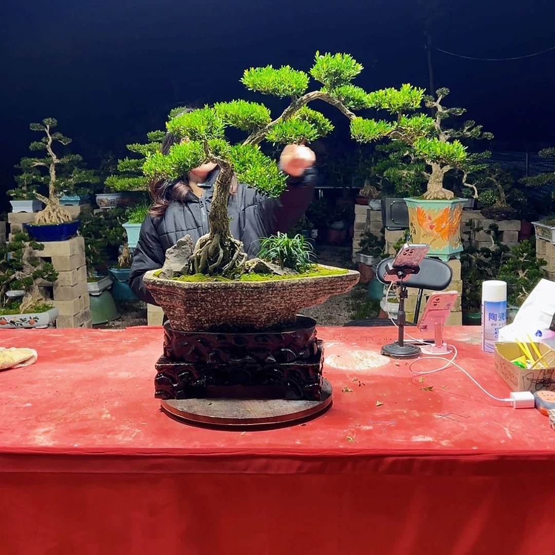 当前无花朵，栽培后可花朵