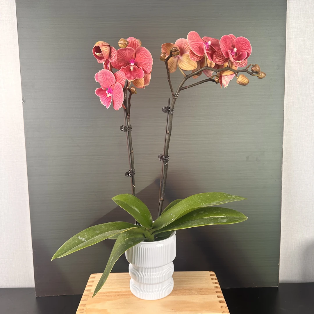 【花之漫】（心想事橙）微瑕疵3.0寸单双蝴蝶兰盆栽