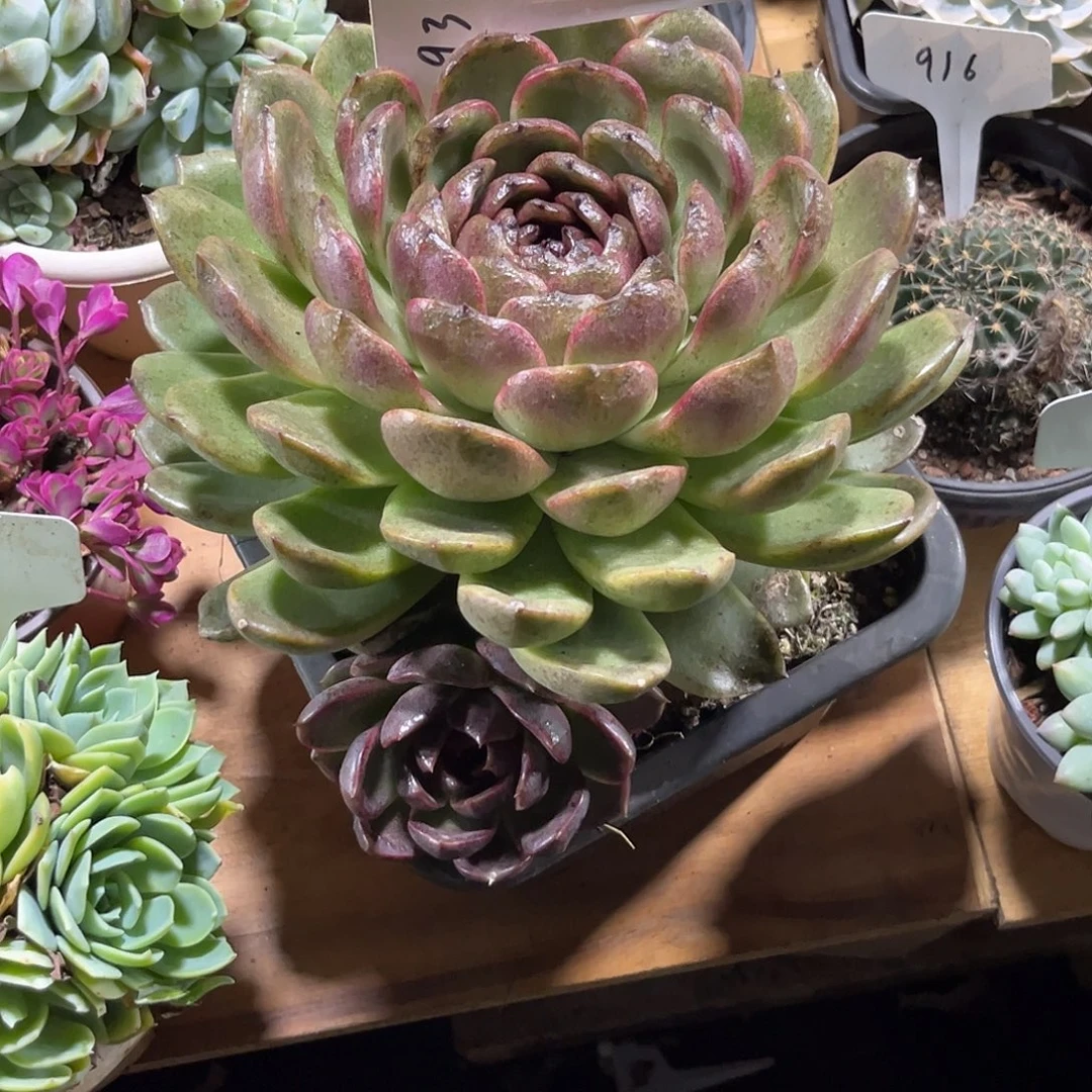 郭***芬000000000000000938