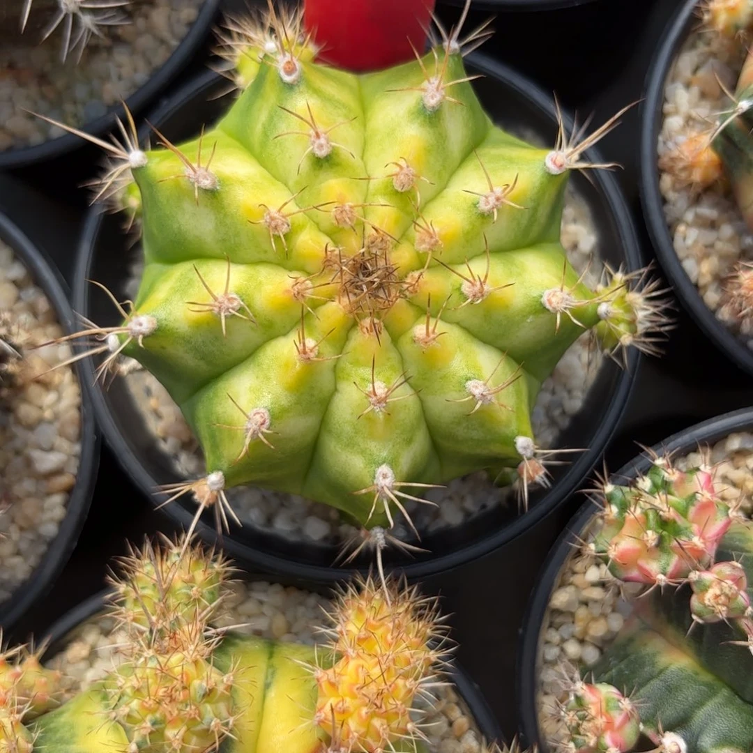 16-1221泰国发货dr