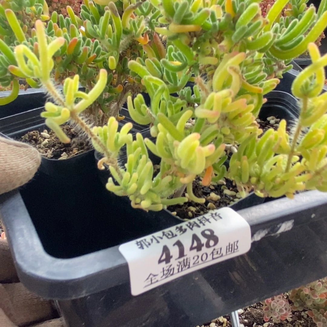 养***手荧光兔锦组合4148