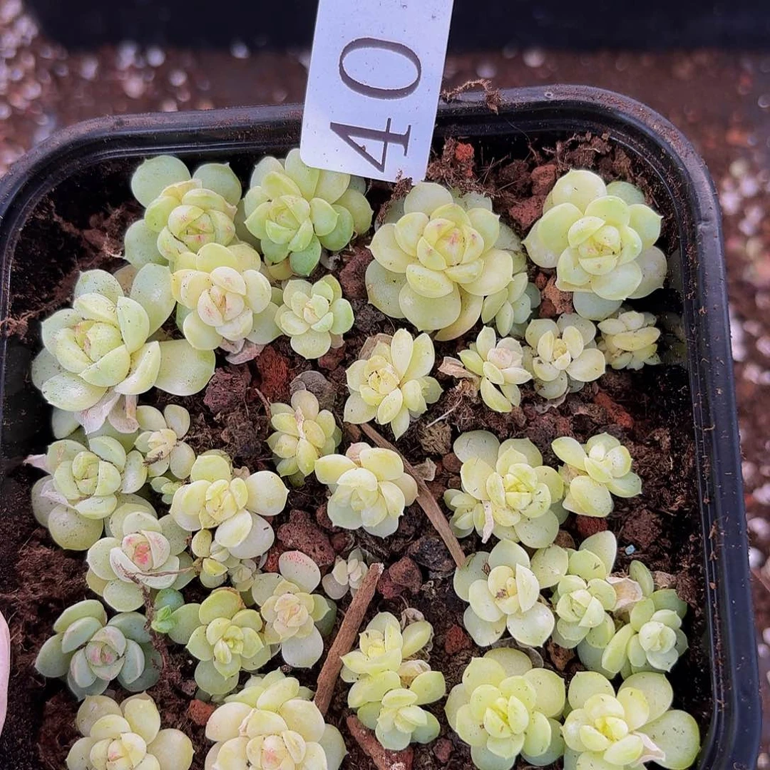 多肉植物多肉植物40