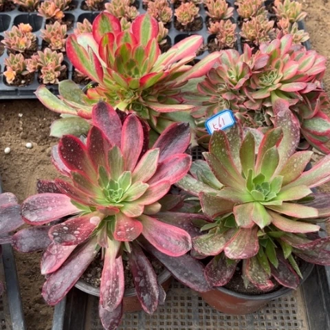 561多肉植物组合