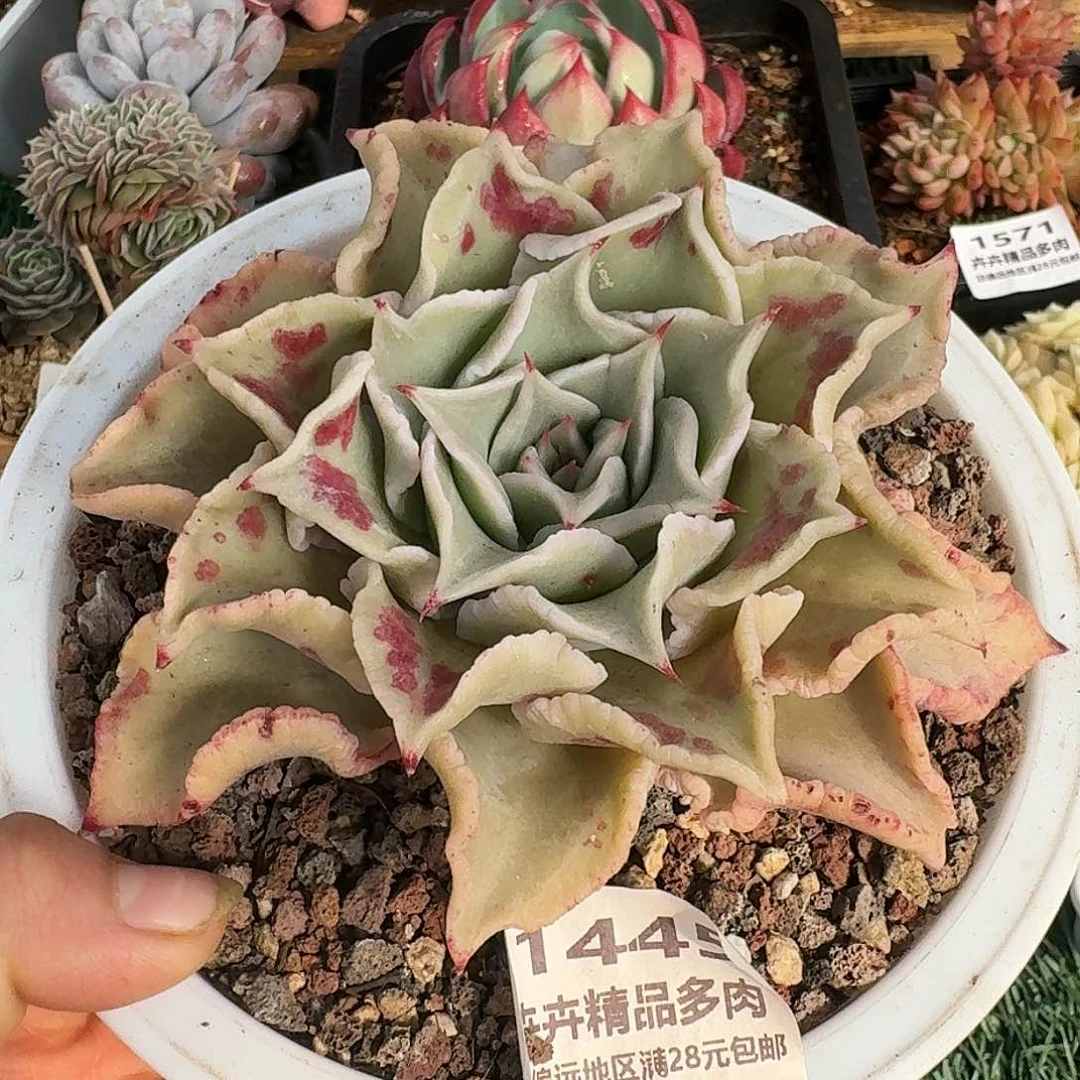 1445一物一拍（满28包邮