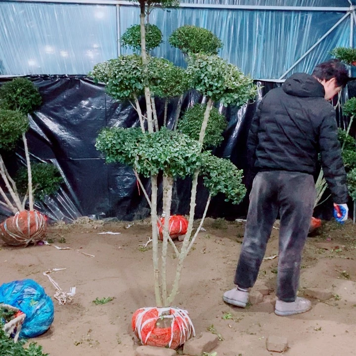 一物一图一物一拍