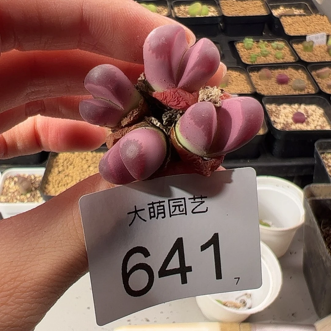 0000641 一物一拍。