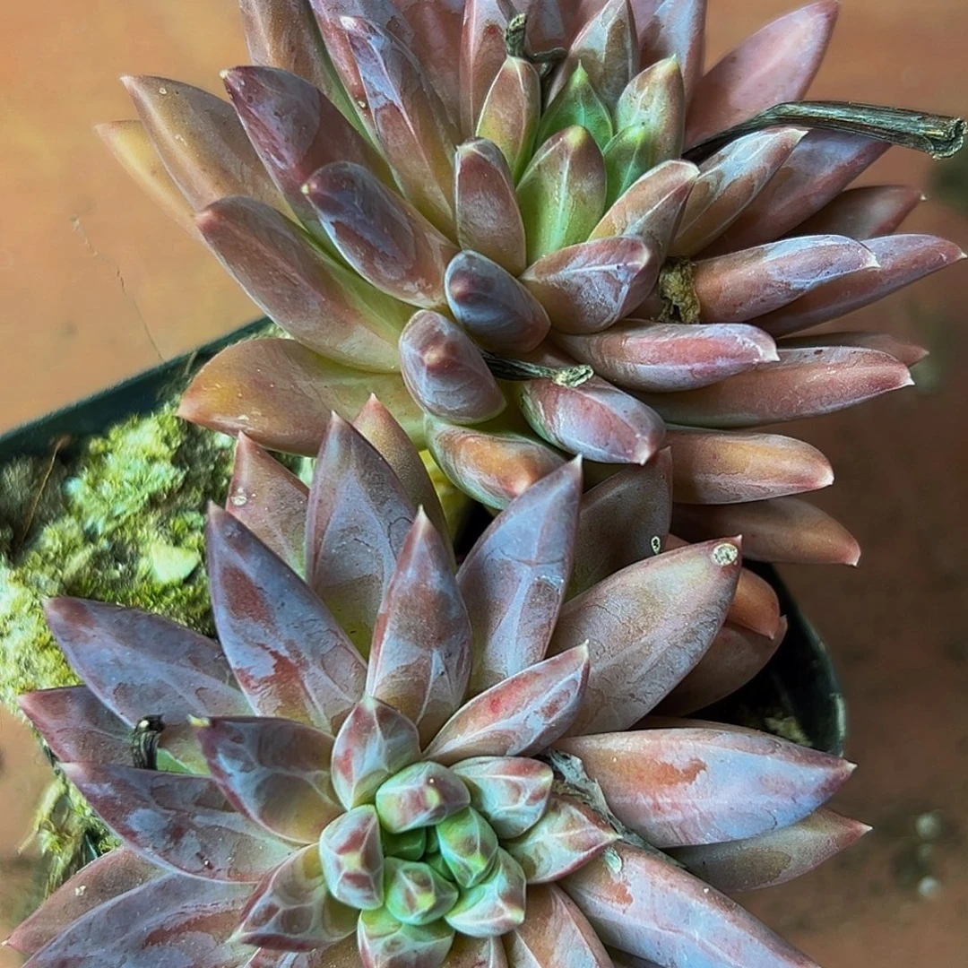 桔云多肉美人精品系列