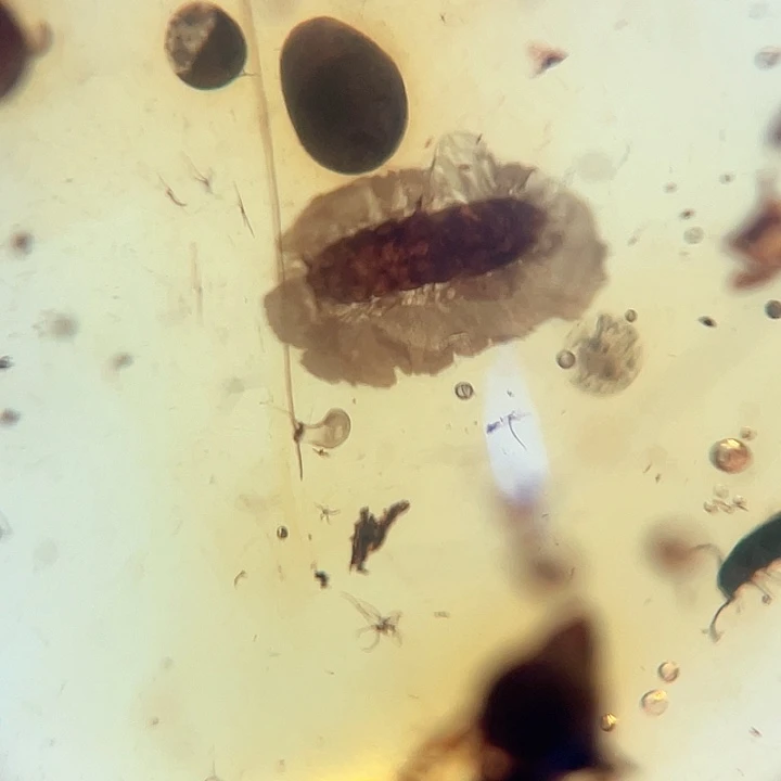 琥珀裸石未镶嵌？。