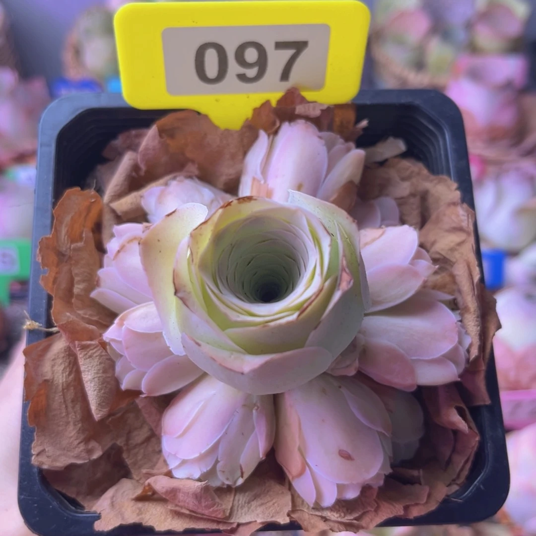 山地玫瑰一物一拍097