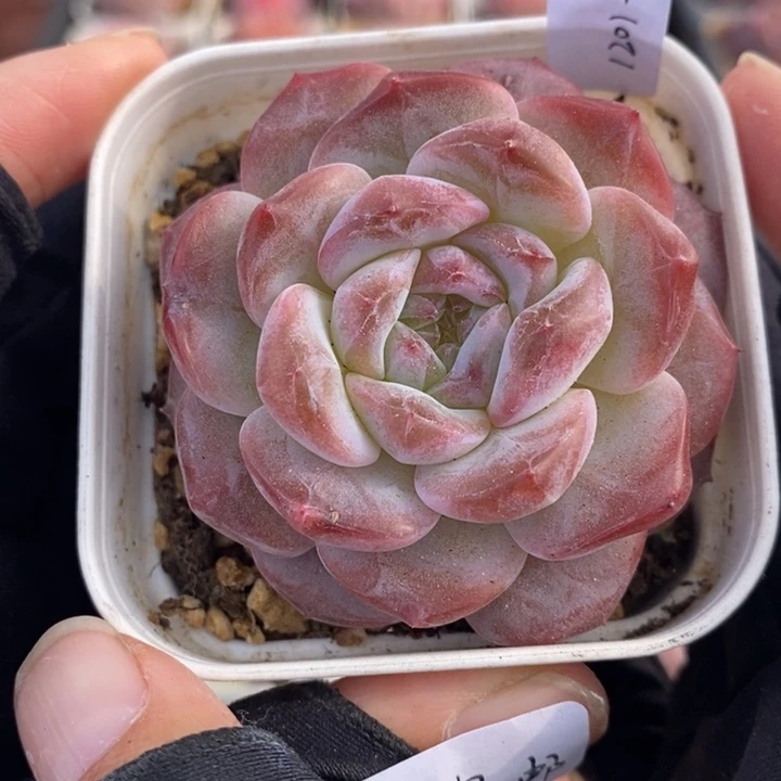 1201-516，粉魄1个