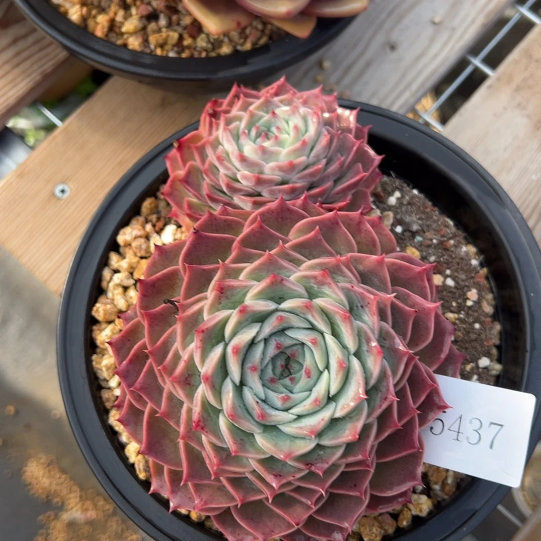 h****25437不包整肉肉肉肉肉肉肉肉