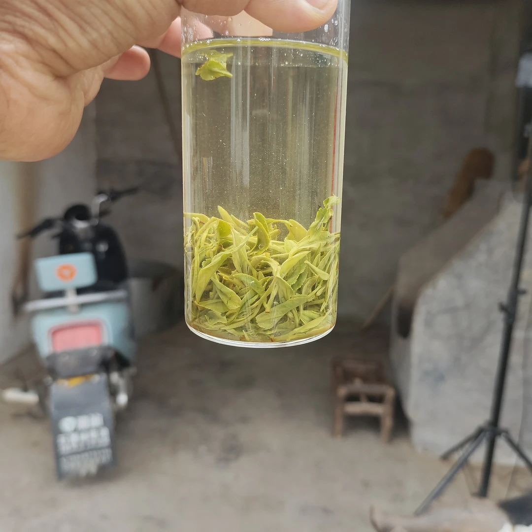 【碳香纯手工谷雨小芽一】2025年信阳毛尖谷雨芽叶耐泡回甘快不涩