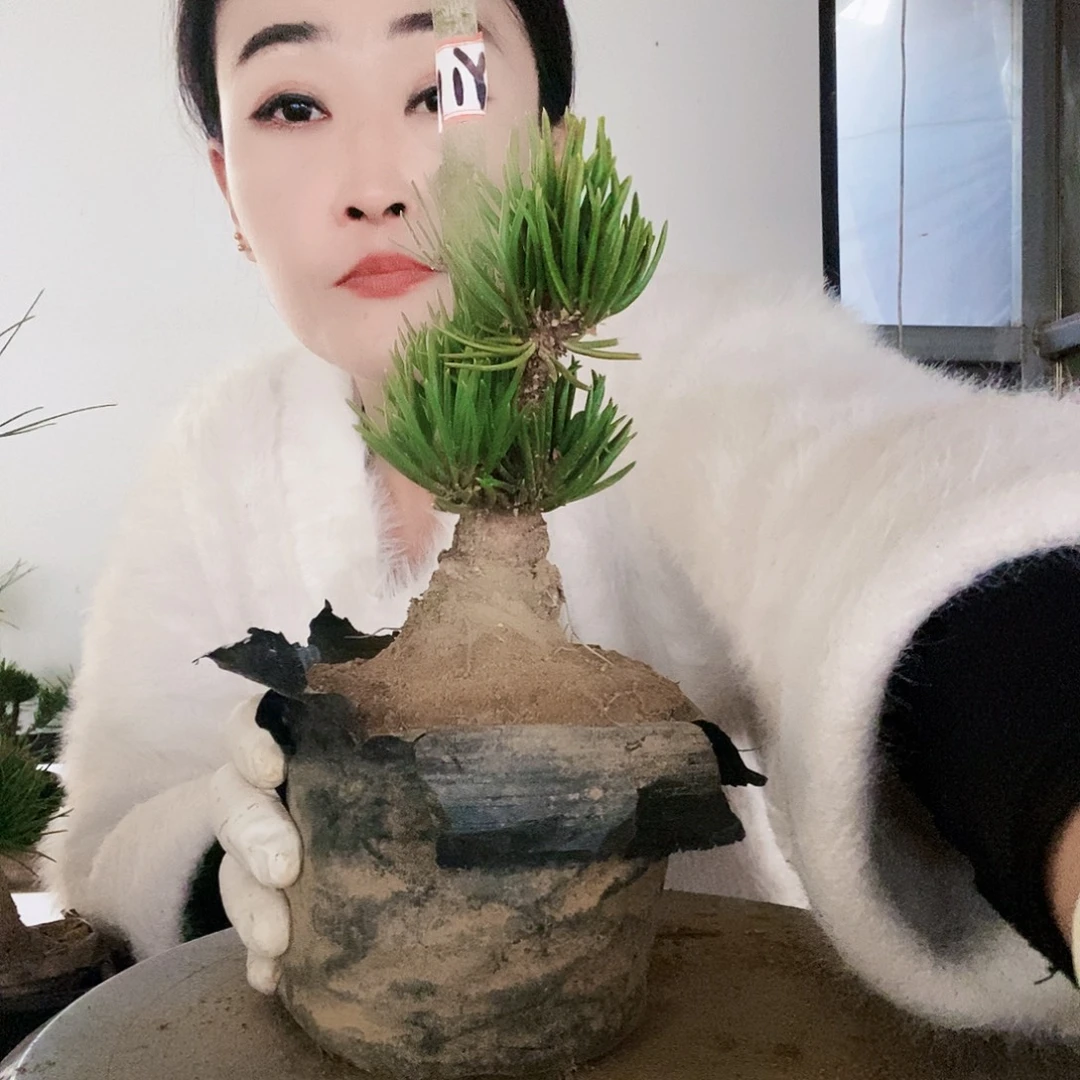 无花朵植物形态多年生草本