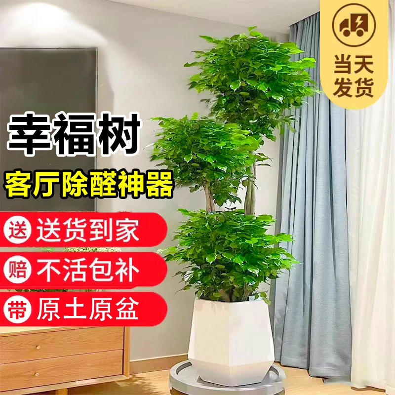 幸福树客厅盆栽大型绿植办公室内新家吸除甲醛植物四季常青平安树