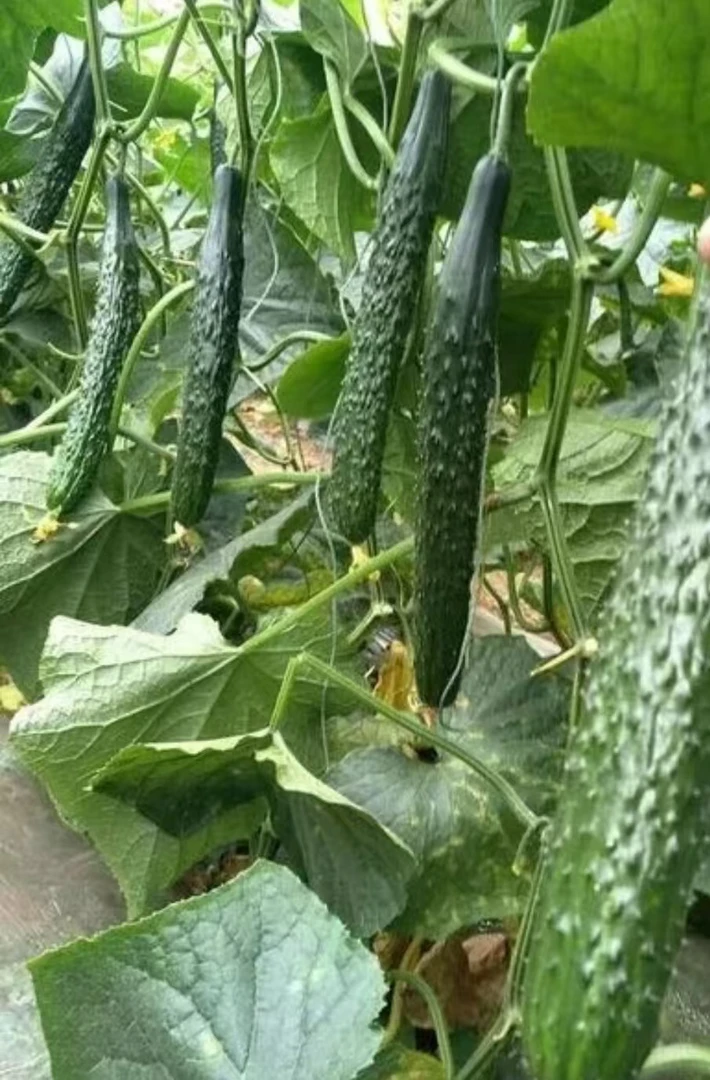 高产青皮绿肉黄瓜春夏秋季耐热可生吃