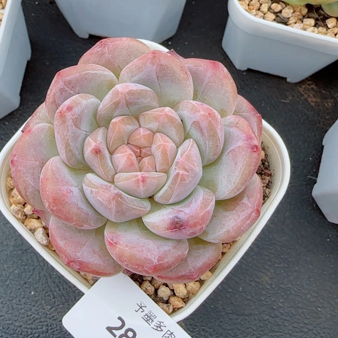 黛玉，2846多肉植物