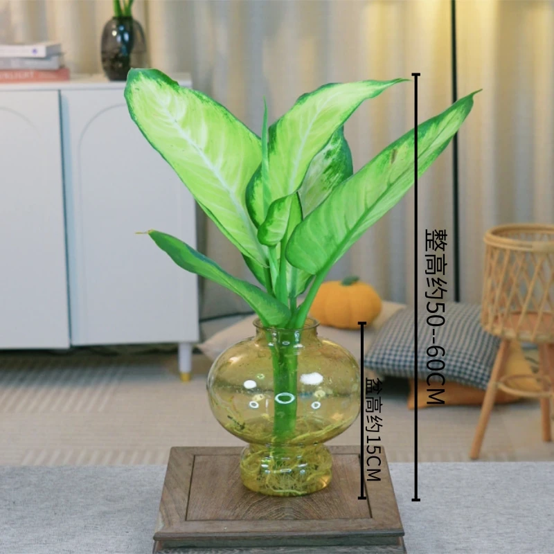 【水培玛丽安】万年青室内水培绿植50-60cm盆栽好养四季常青植物