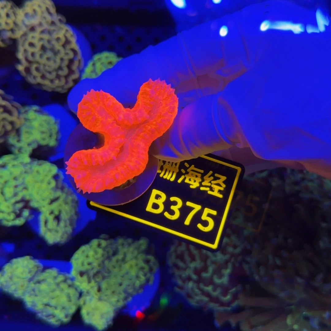 纽扣珊瑚七*晓晓不包邮脱藻刺脑B375