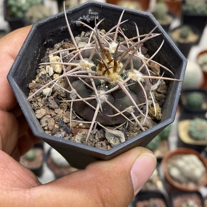 实生首金摩天龙特价