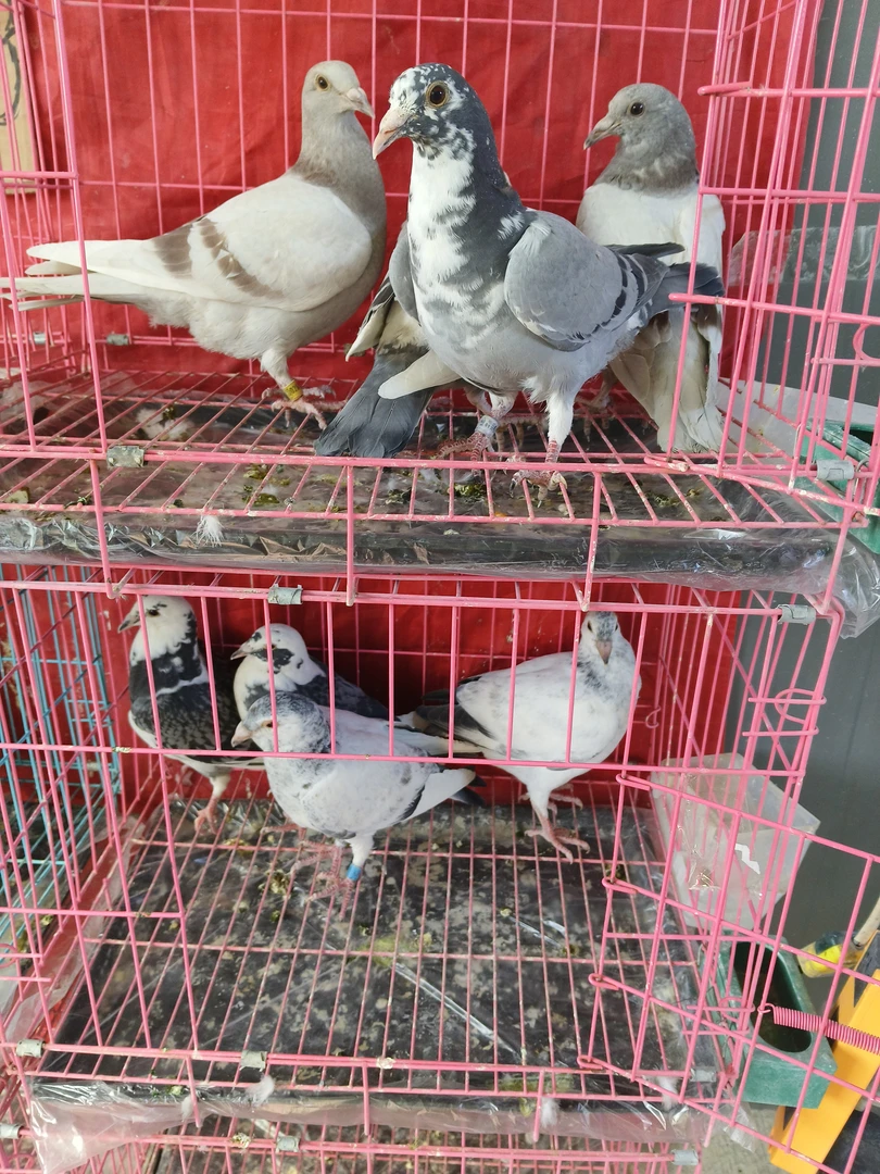 鸽子鸽子笼鸽子窝