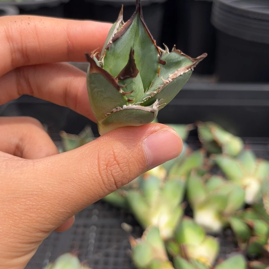 龙舌兰仁王冠芽子