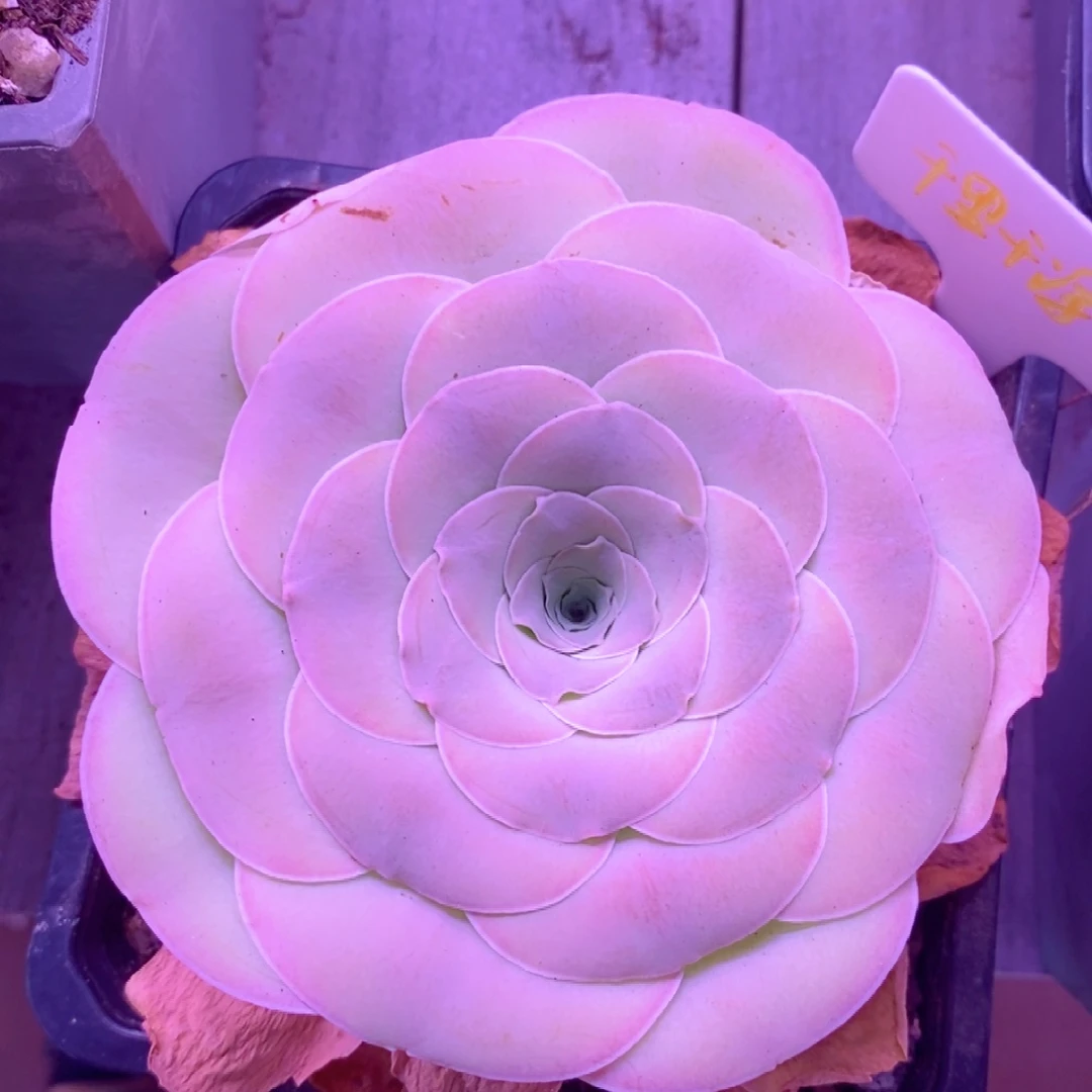 山地玫瑰福利一物一拍068千里千寻