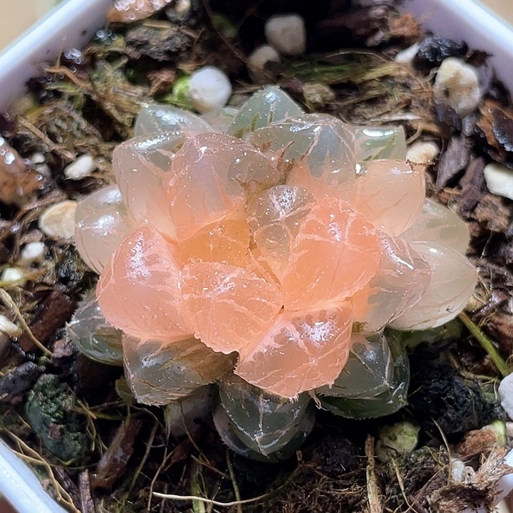 582緋桃錦一物一拍