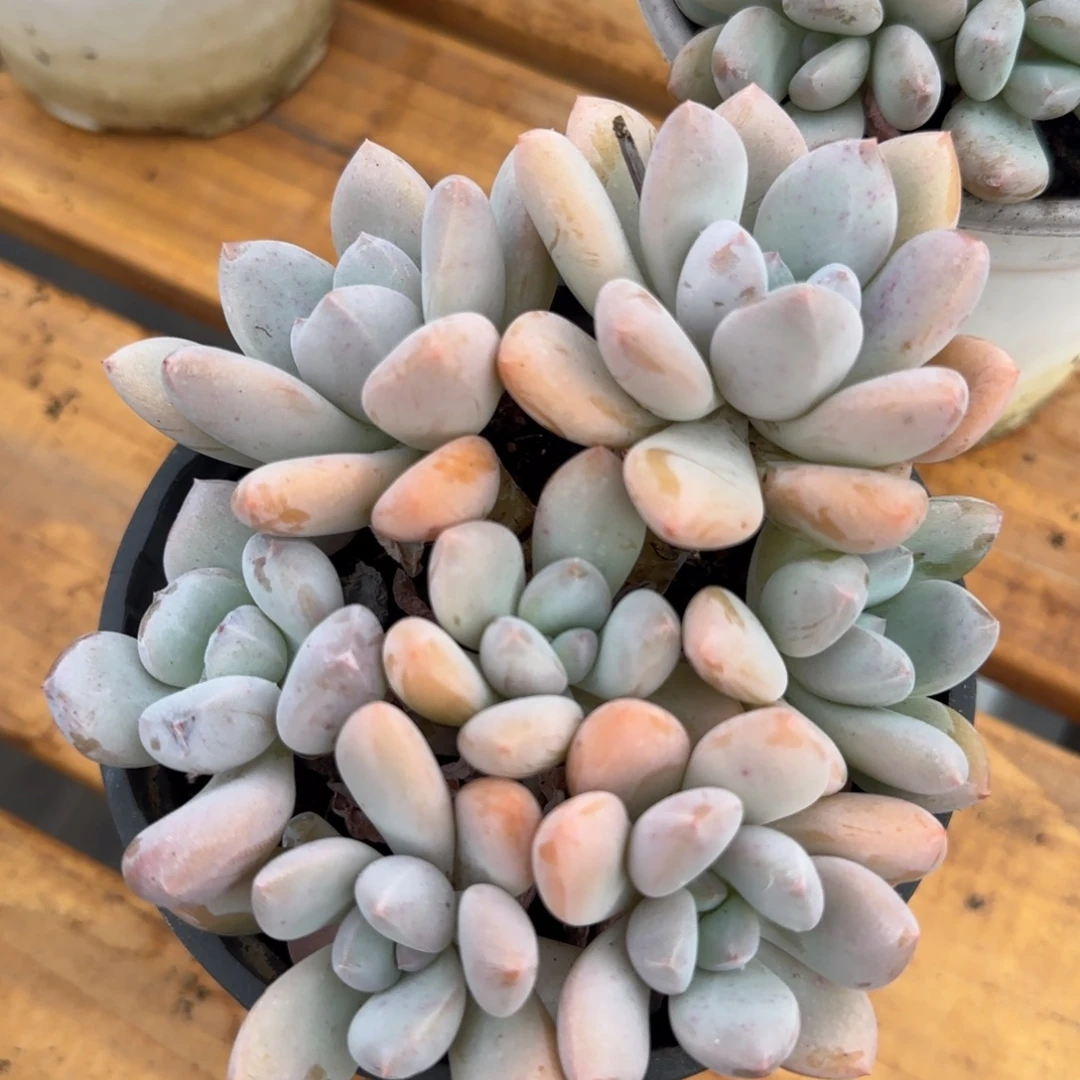 多肉植物一物一拍