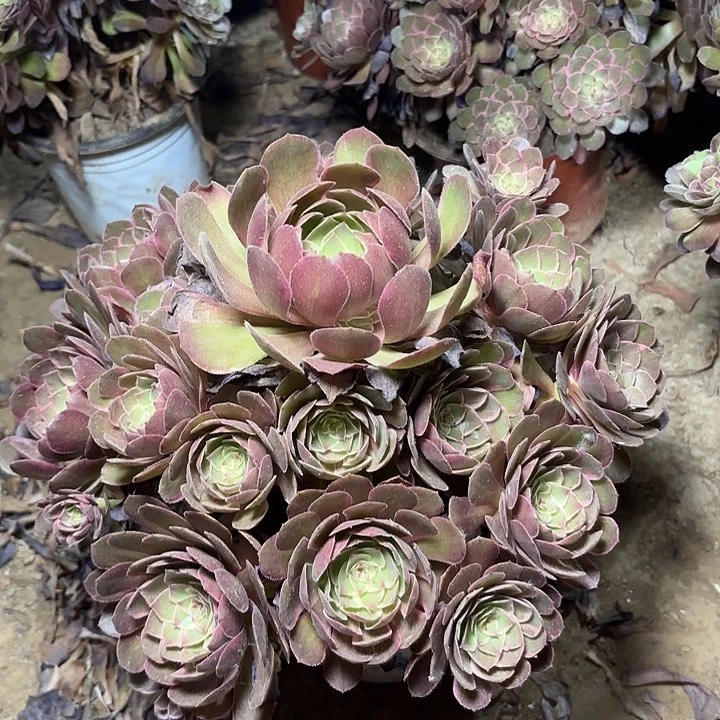 多肉植物莲花座13