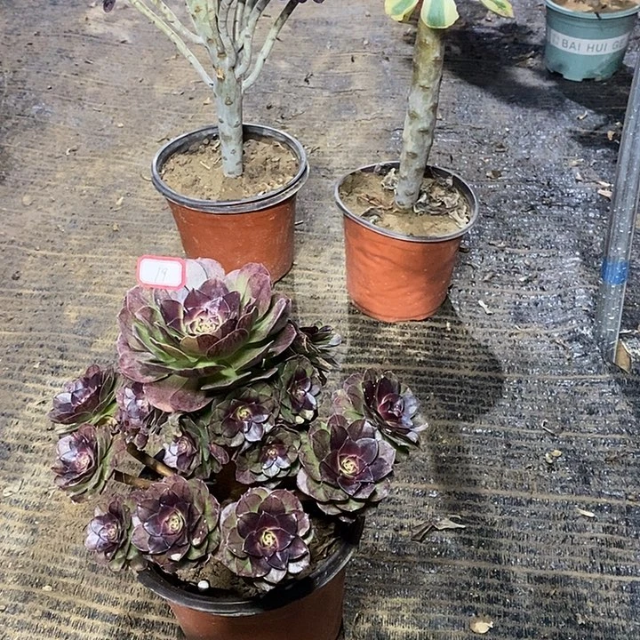 19，黑魔多肉法师去