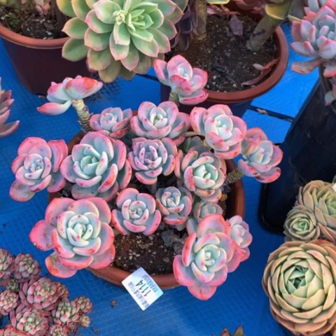 成*1114白月光多肉