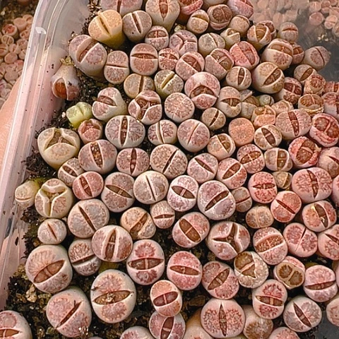 【闪购商品】美****坡24789