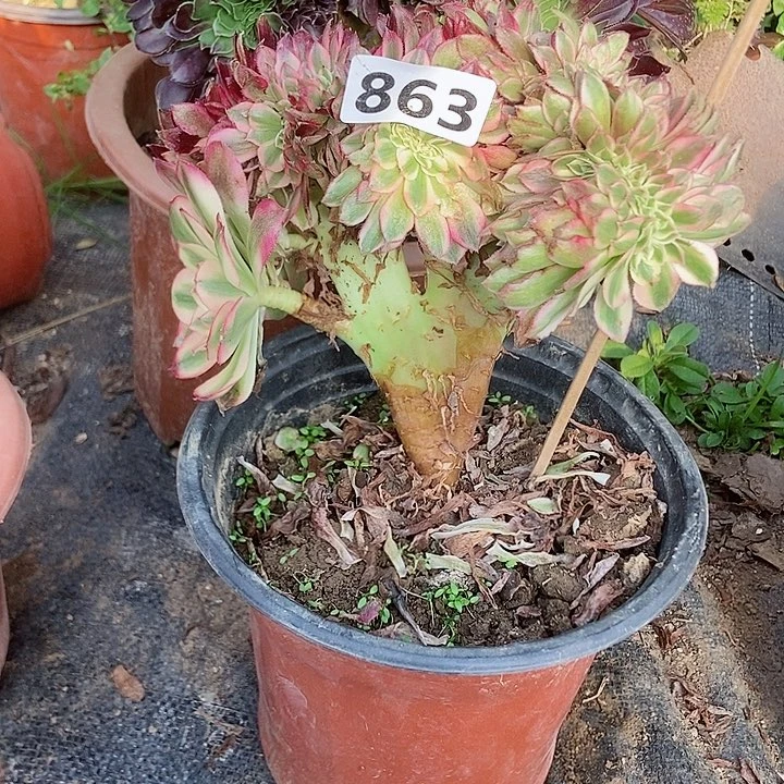 863荔枝缀化老板子法师