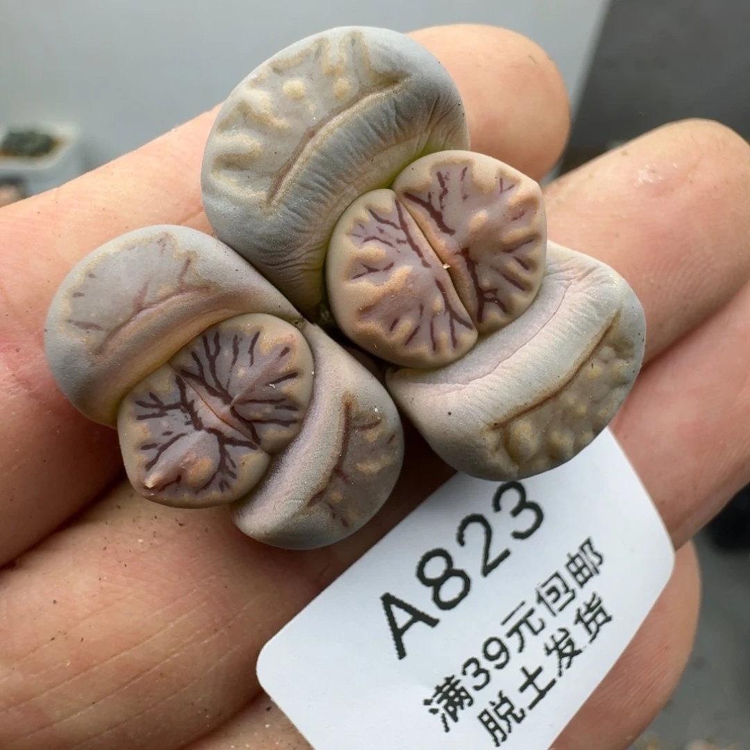 823多肉给发反反复复