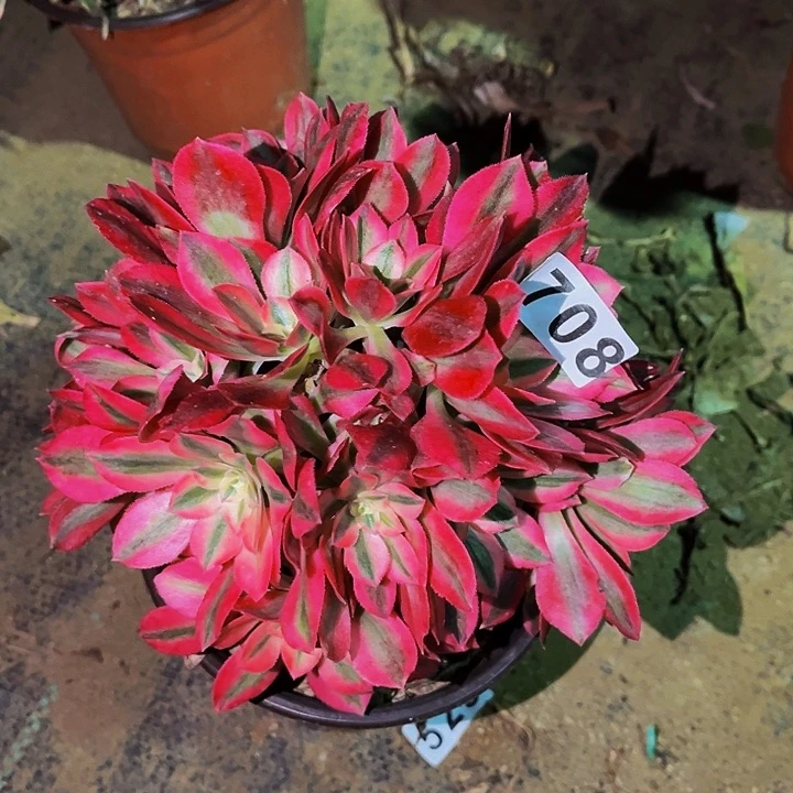 708妖月多肉植物处理不售后砍头丛林