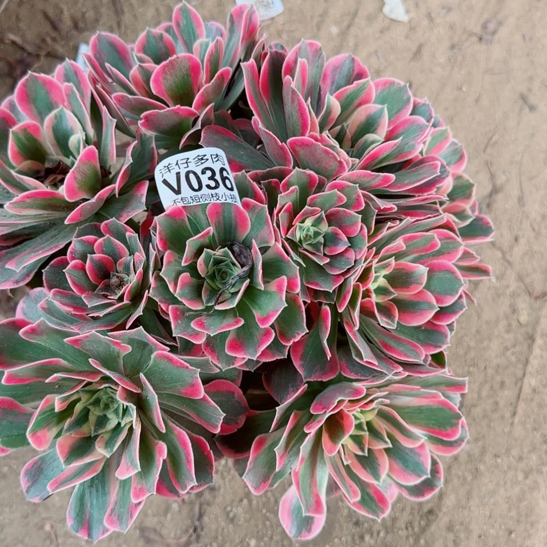 女妖发师036冠幅26